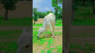 Best Ringtone Of Phone #shorts #youtubeshorts #viral #cows #animalslovers