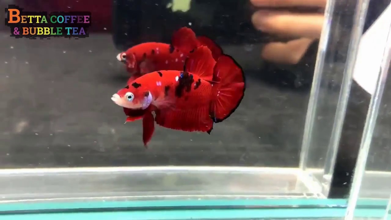 TOP 7 MOST BEAUTIFUL RED KOI BETTA FISH! (From Betta Coffee & Bubble Tea)