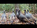 Wild Turkeys Get Mad! - #short video with lots of yelping and purring. Please subscribe. Thanks!