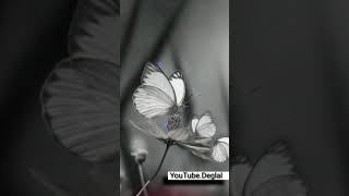 Sajilo tujha jiv majha guntala ga Usha Khali Photo tujha chandaratrila // WhatsApp status Video...//