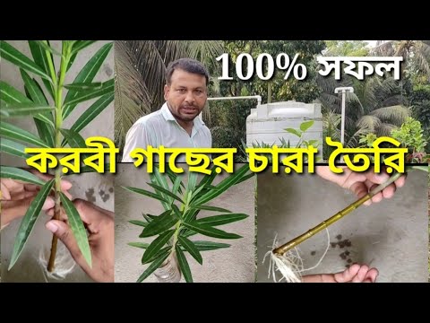 ভিডিও: মাটিতে চারা তৈরি ও রোপণ