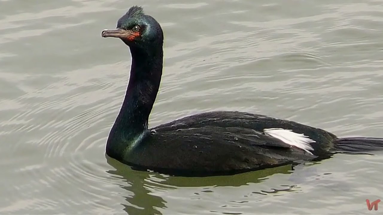 Птица Баклан (лат. Phalacrocorax)