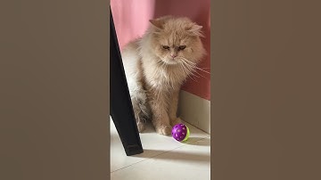 I am not lazy. I’m just on energy saving mode….