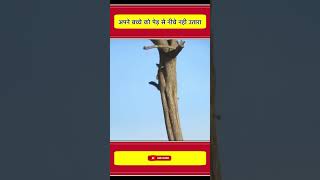 शरन अपन बचच क पड पर अकल छड दय