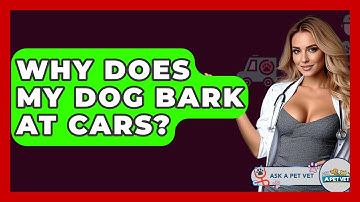 Why Does My Dog Bark At Cars? - Ask A Pet Vet