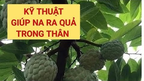 Kỹ thuật giúp na ra quả trong thân