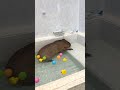 とんかつくんは自分でお湯を出します♨️ #shorts #capybara