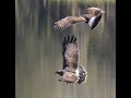 Endangered Snail Kite Raptor Battle