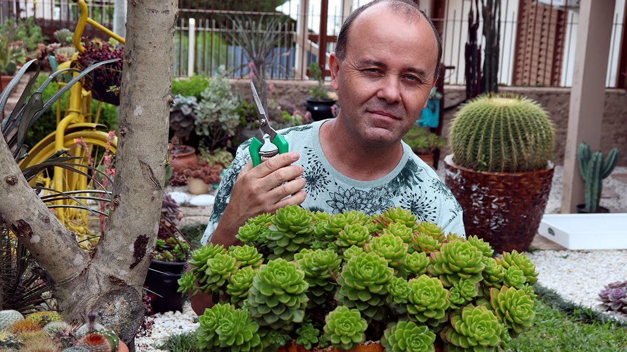 CORTEI as SUCULENTAS da Fabi😮 #DECAPITAÇÃO #SUCULENTAS