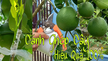 Cách Ghép Bưởi Hiệu Quả. Grapefruit tree eye graft effective