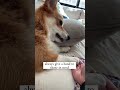 What lesson has your pet taught you? #corgi #dog #lifelessons