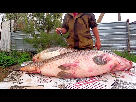 САМЫЕ ВКУСНЫЕ БЛЮДА ИЗ ЛЮБОЙ РЫБЫ - БАЛЫК, НА УГЛЯХ, МАЛОСОЛ, ЗАПЕКАНКА, ИКРА - САЗАН 18+  Eng sub