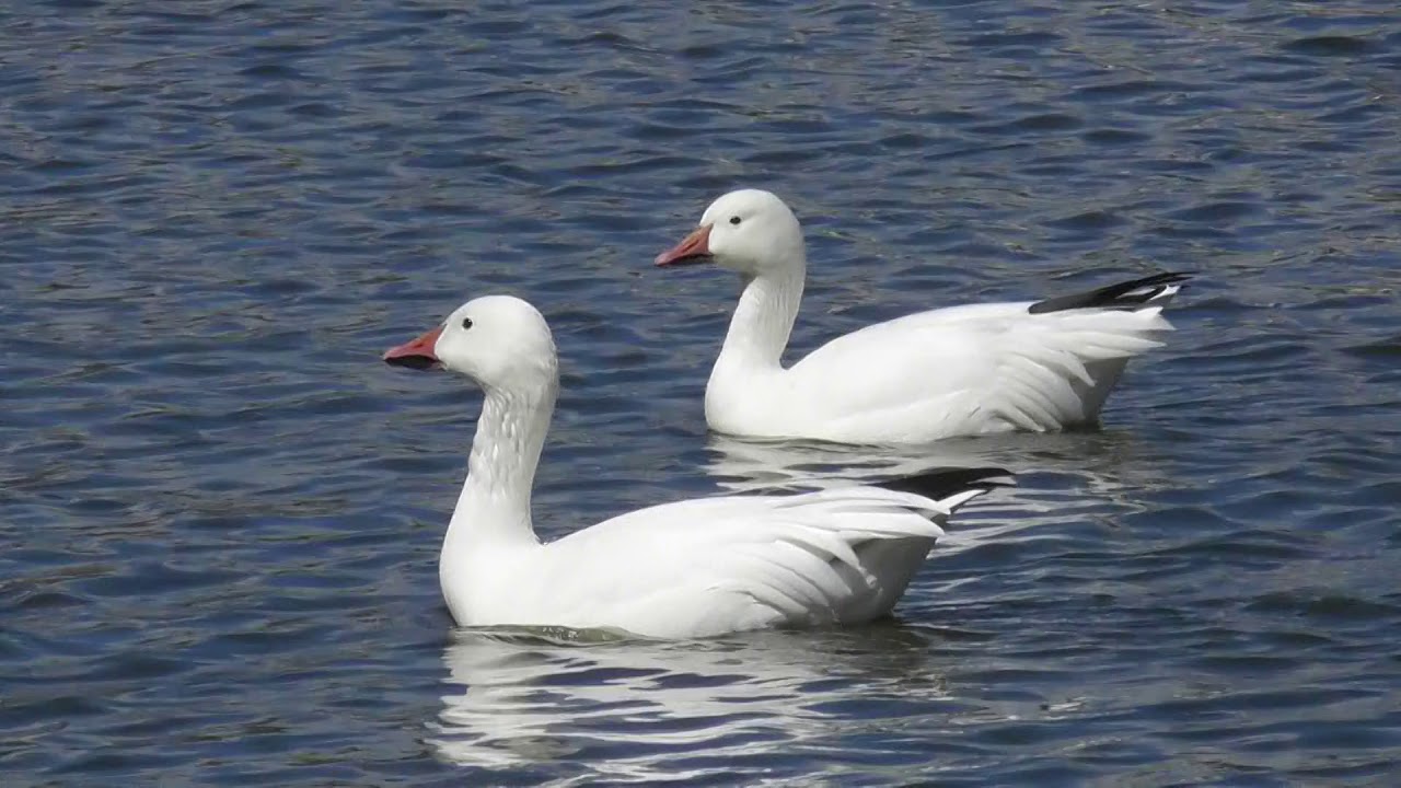 florauto nh North American Wildlife --- Snow Geese, slowly swimming by