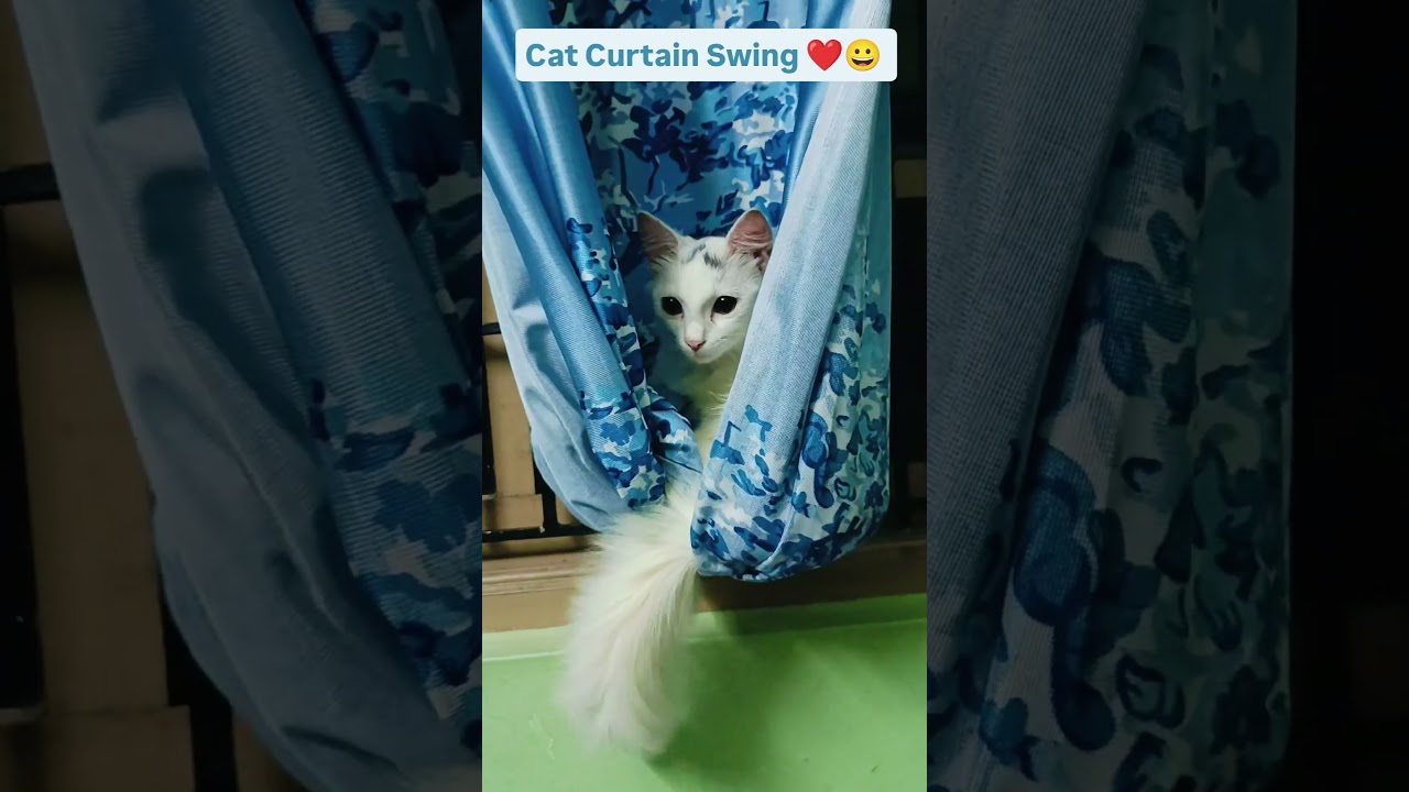 Cat In Curtain Swing❤️🐈❤️