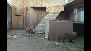 Red Fox Kits Playing Compilation - May 2024