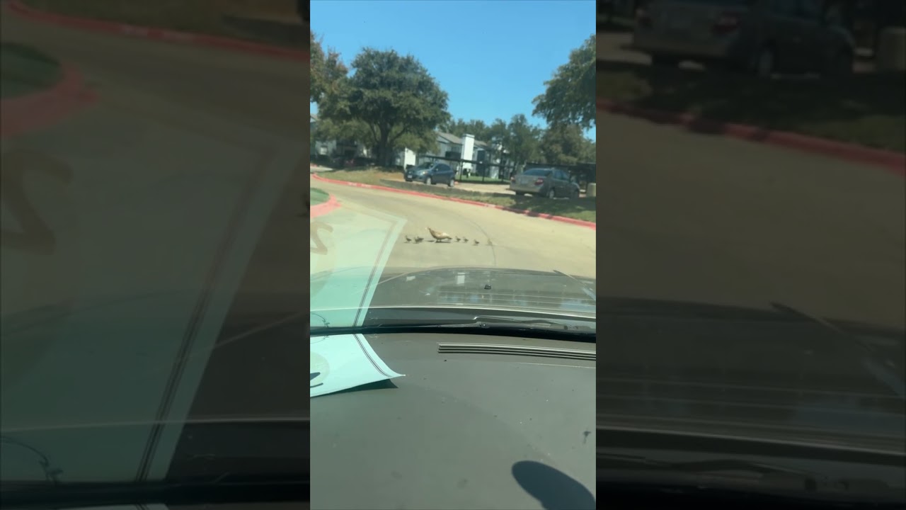 Заботливая утка-мать останавливает машину, чтобы помочь утятам перейти дорогу.