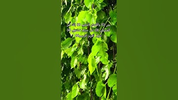 سورة ياسين #قرآن #قران_كريم #quran #آيات #قرآن #قران_كريم #اكسبلور