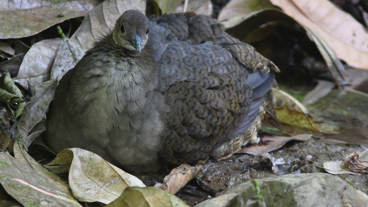 Great Tinamou 