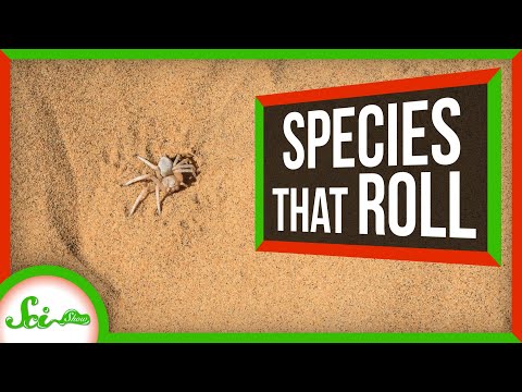 Reinventing the Wheel: 5 Species That Roll