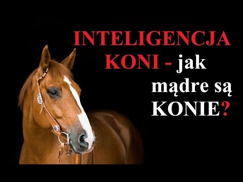 Inteligencja KONI - jak MĄDRE są Konie?