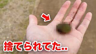 道で干からびていた生き物の末路がヤバい..