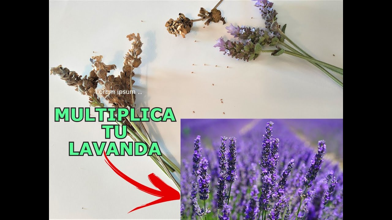 Cómo obtener y germinar semillas de lavanda sencillo y rápido 