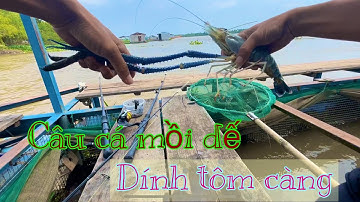 @danhphan5360 Câu cá bằng mồi dế đụng phải tôm càng khủng