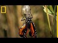 ¿Cuánto tarda una LARVA en convertirse en esta BELLA MARIPOSA? | National Geographic en Español