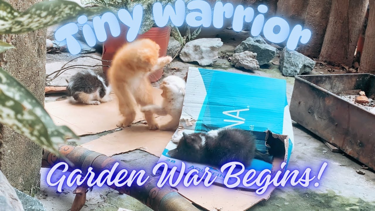 Ultimate Backyard Kitten Brawl – The Cutest War of the Year! - YouTube