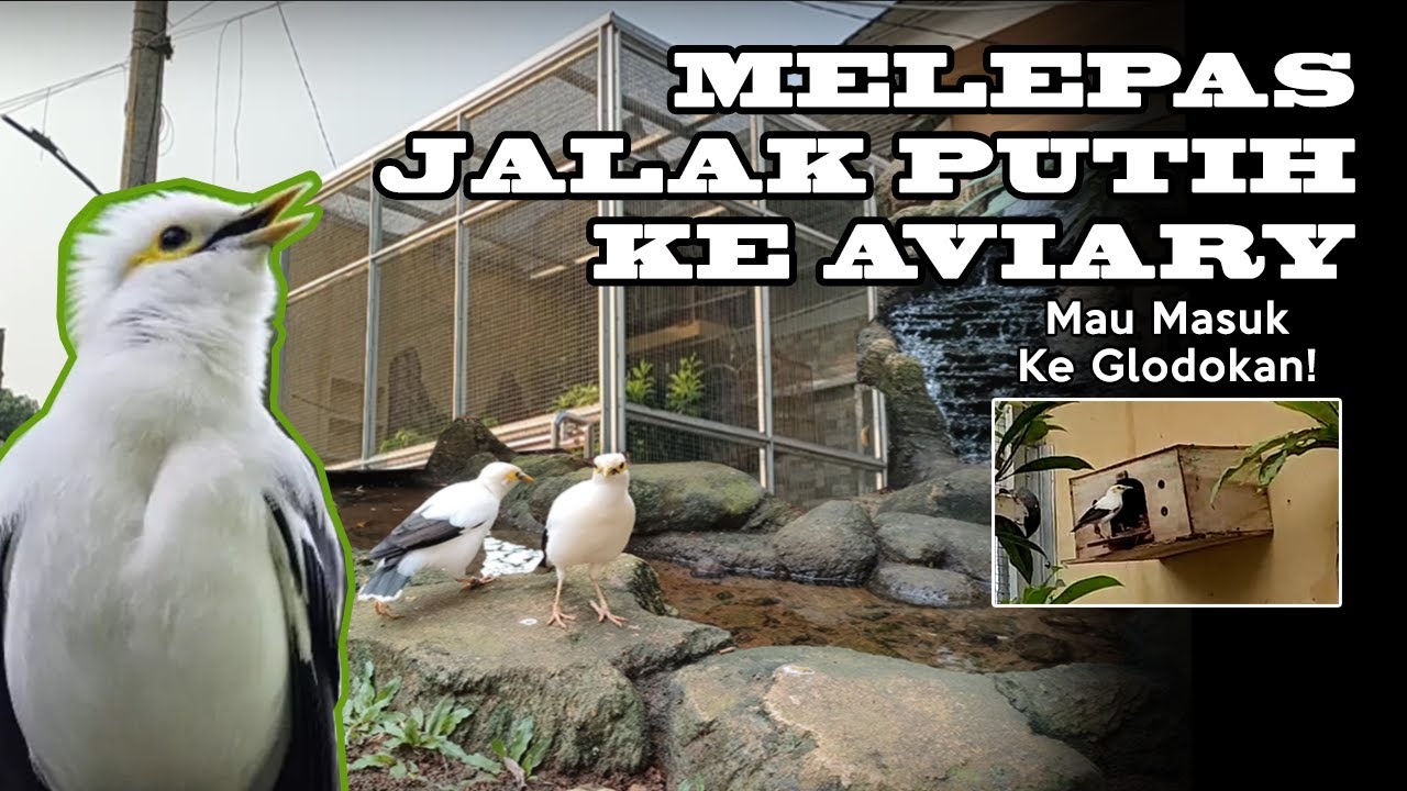 Jalak Putih Masuk ke Aviary Depan Rumah