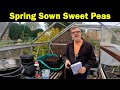 How to sow Sweet Peas | How to Grow Sweet Peas | Spring Sown Sweet Peas | Green Side Up