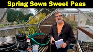 How to sow Sweet Peas | How to Grow Sweet Peas | Spring Sown Sweet Peas | Green Side Up