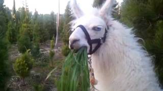 Dalai Llama Chows Down