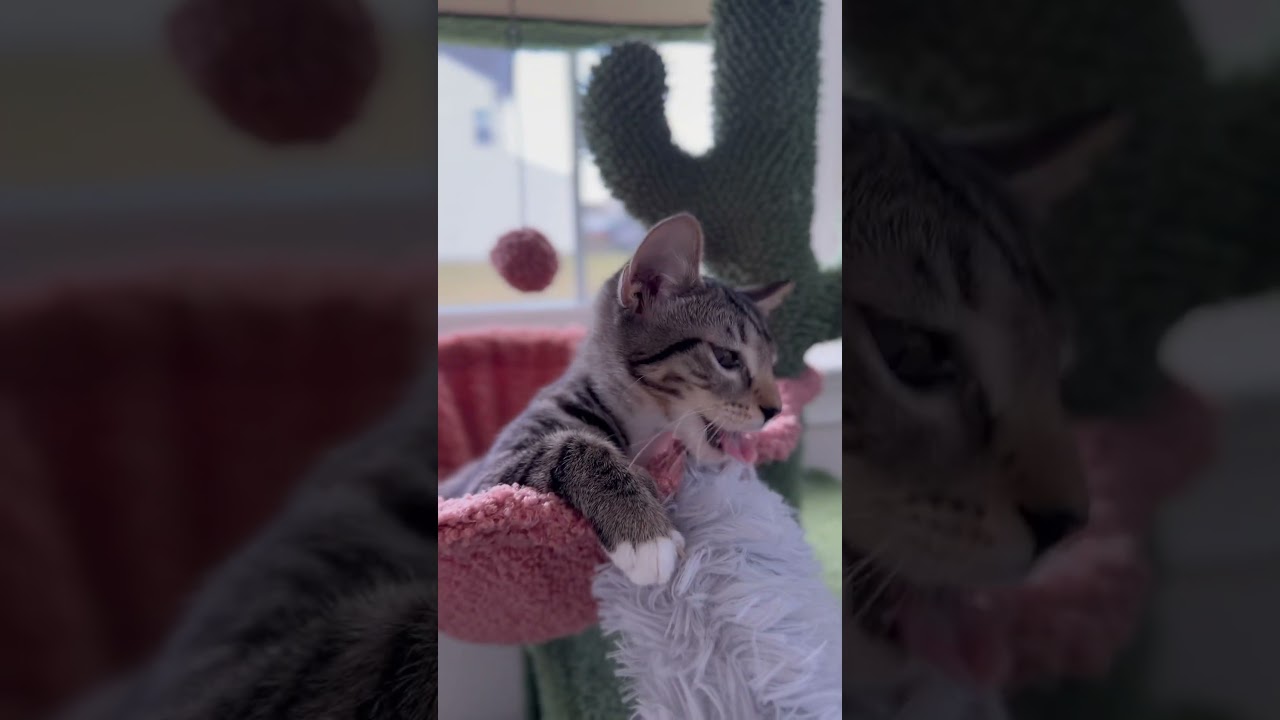 Soft Paws & Mellow Beats 🌙 Dawn’s Calm Playtime