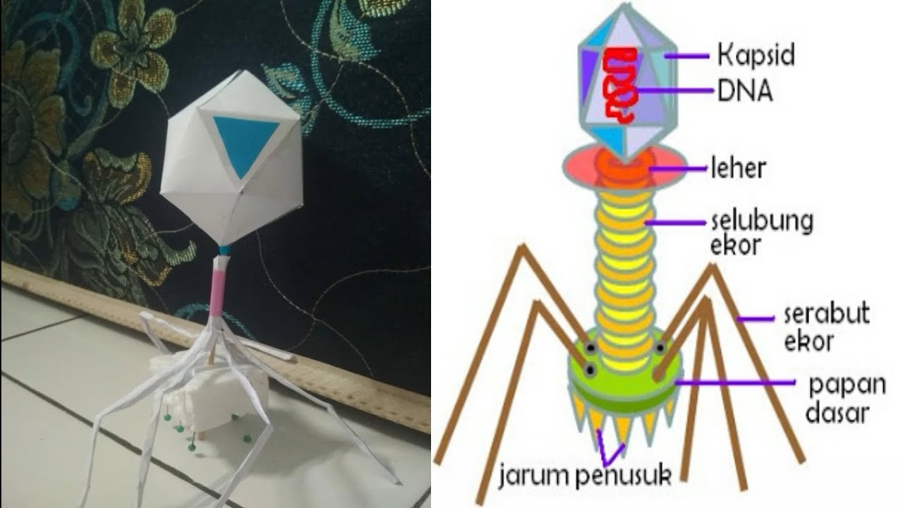 Media Pembelajaran Ipa Struktur Bakteriofage Pemanfaatan Barang Bekas