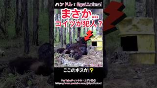 クマのボスを発見したぞ…#熊 #animals #動物