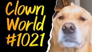 They Dont Have It Doggos Clown World