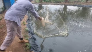 PESCANDO OS PEIXES PARA FEIRA DO SÁBADO, SERÁ VENDE ESSES PEQUENOS!
