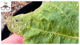 Why Does My Eggplant Have Tiny Holes In The Leaves?