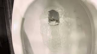 American Standard Madera Toilet (Walmart in Thomasville GA)