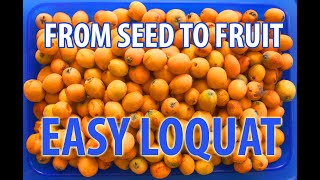 🍑 Easy guide how to grow Loquat from seeds, step-by-step.