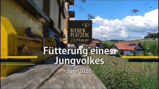 Fütterung eines Jungvolkes || Juni 2020 || Bienenplatzerl Zöchbauer