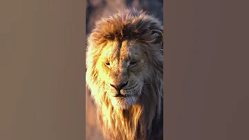 صوت زئير الأسد 