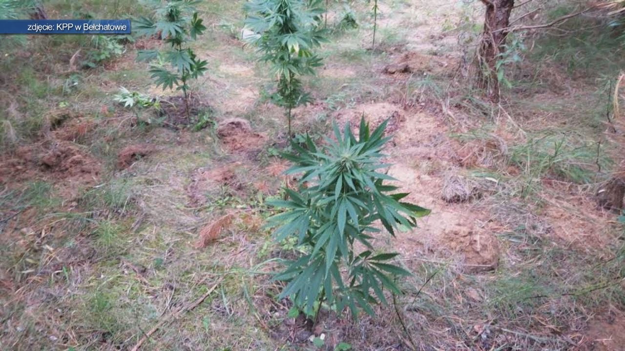 TKB - Plantacja konopi indyjskich - 19.09.2019