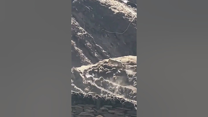 💥高原狼进村捕羊！The Tibetan wolf hunt sheep #animal 【跟着图尔去旅行】