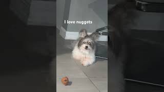 Fluffybear smells chicken nuggets. #pomapoo #pomeranian #poodle #pets #shorts