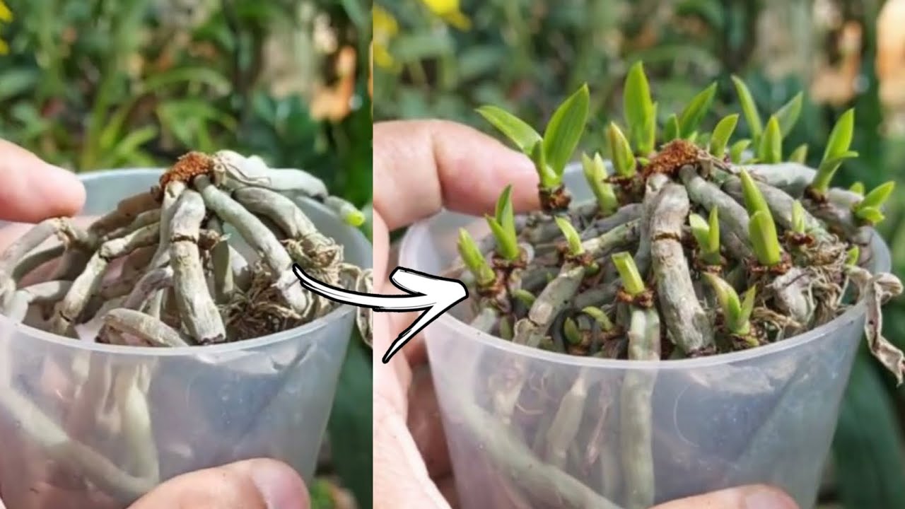 VEJA como é FÁCIL fazer PHALAENOPSIS BROTAR! NÃO JOGUE FORA... FAÇA ISSO E SALVE ELA!!!