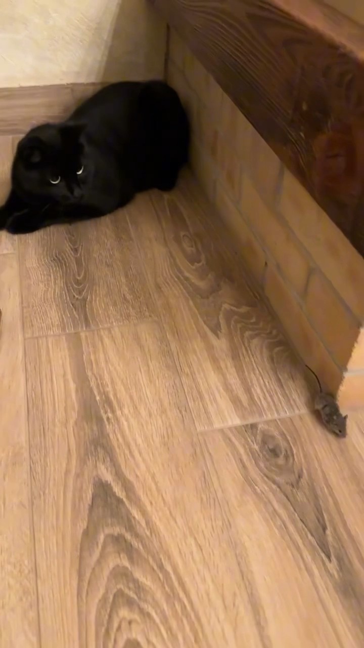 Benji caught a mouse! ?‍⬛? #simbochka #simba #benji
