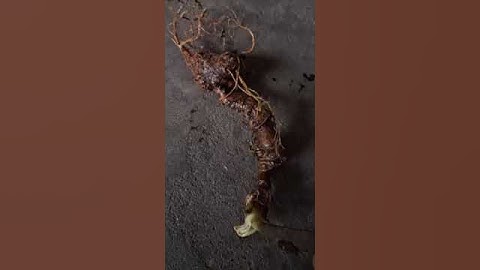 #sâm_ngọc_linh_rừng Xuống núi củ sâm ngọc linh rừng có hoa nhỏ siêu xinh  75gr giá 4.4tr