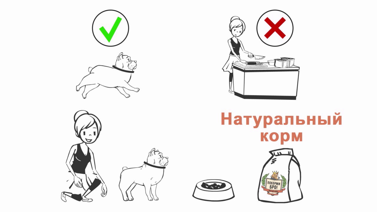 Натуральные корма и лакомства для собак от \"Покорми Бро!\" - YouTube